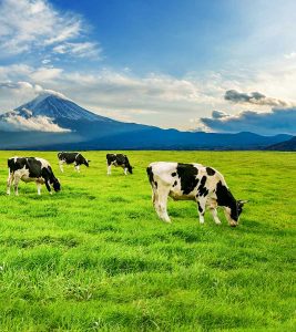 Cows Meat and Milk
