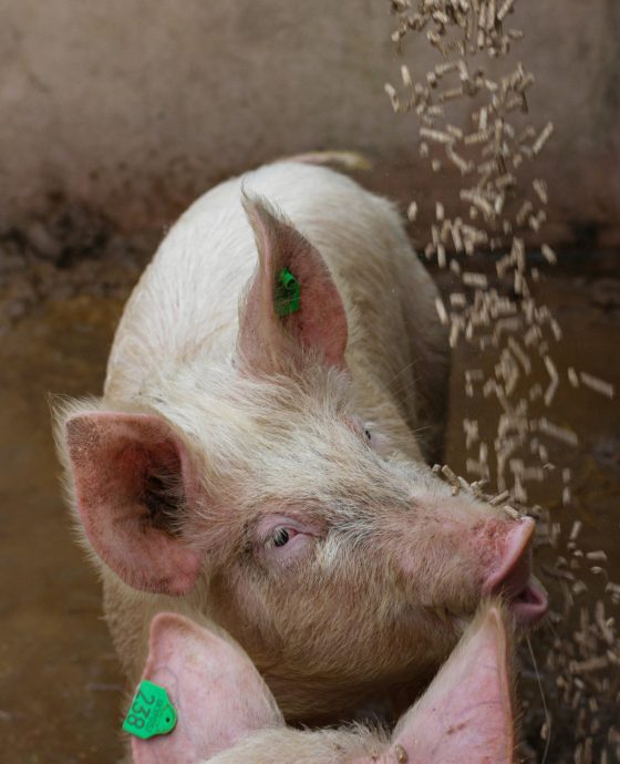 Pig Feeds